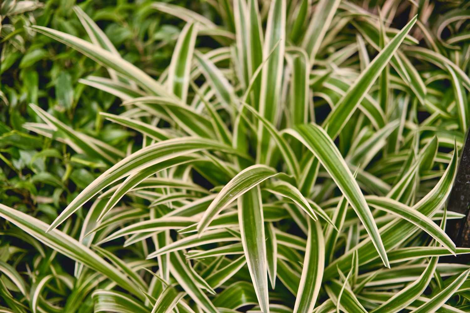 planta araña inversa variegada