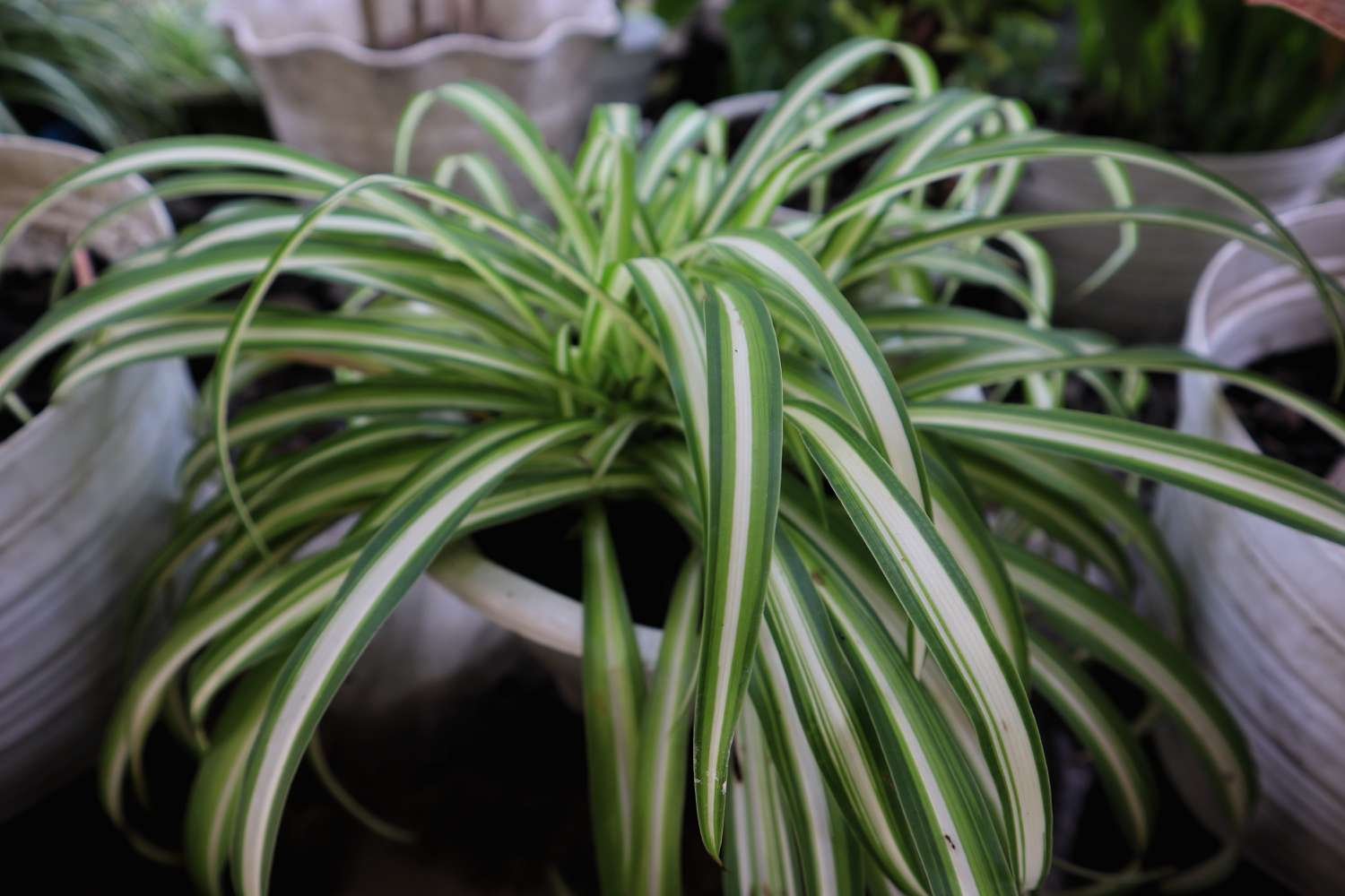 planta araña blanca