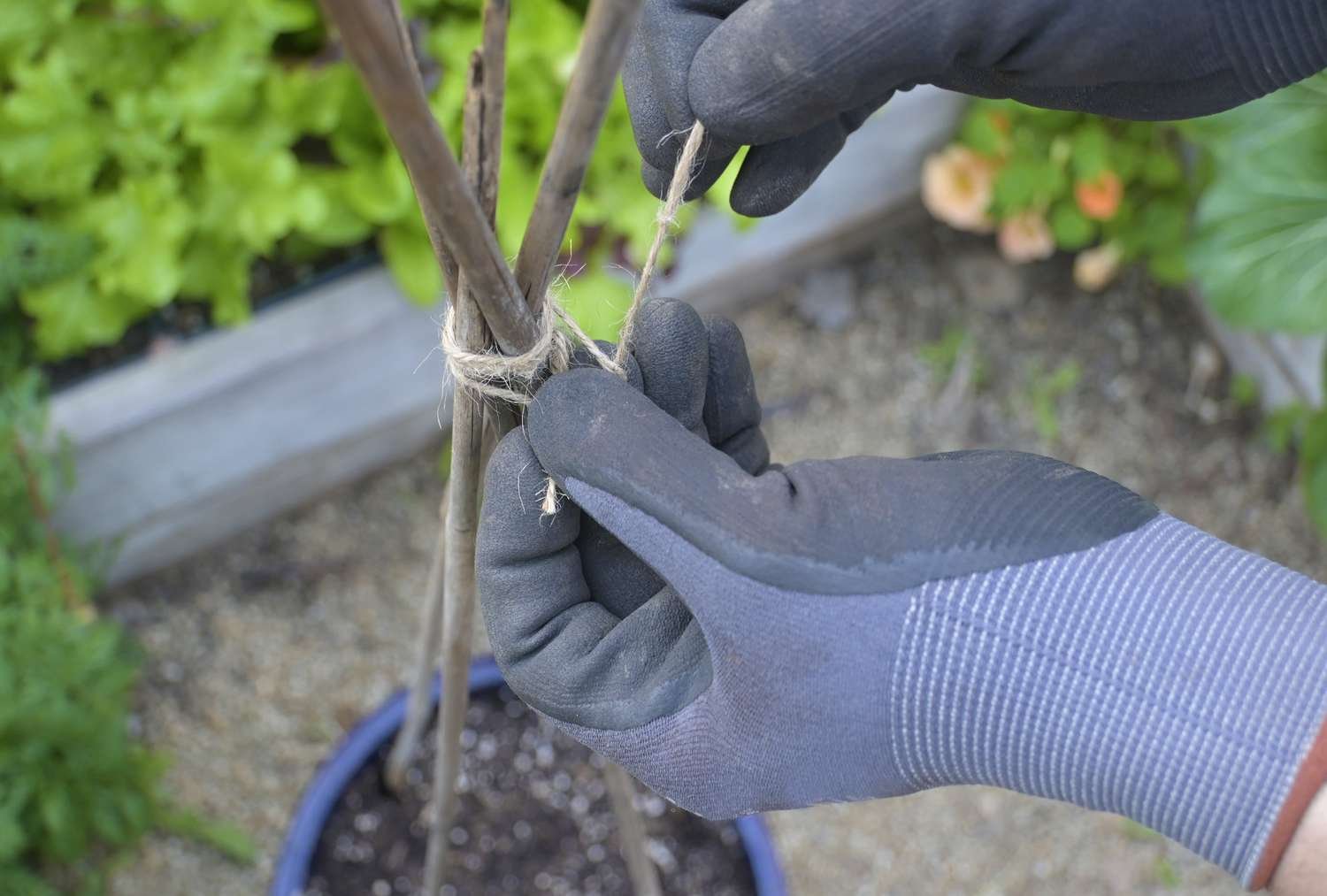 Colocación de un enrejado en el que puedan crecer las plantas de guisantes