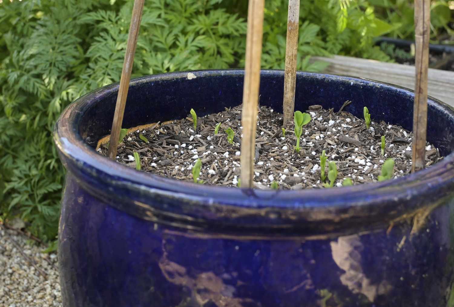 Semillas de guisantes germinando y brotando