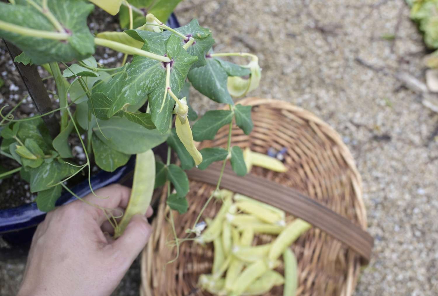 Cosecha de las vainas de guisantes