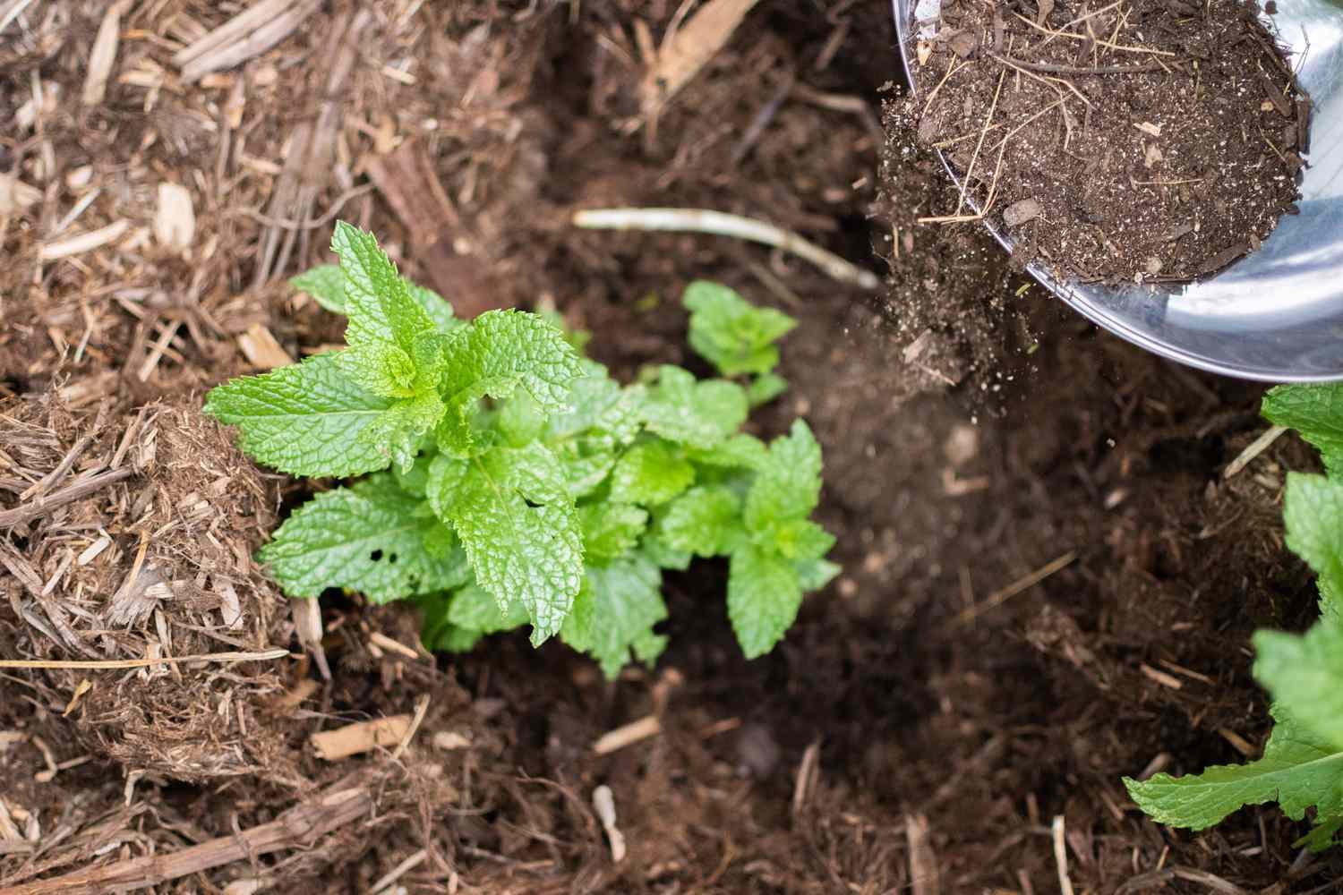 Compost casero añadido alrededor de las hierbas del jardín