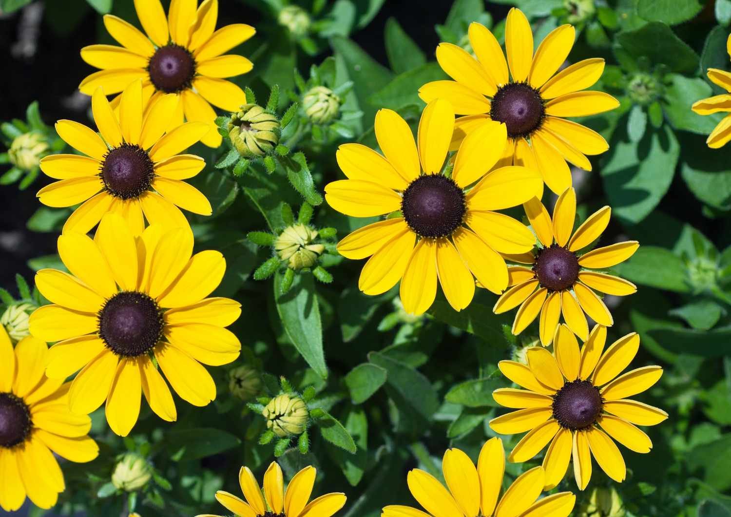 Un grupo de Susana de ojos negros en flor.