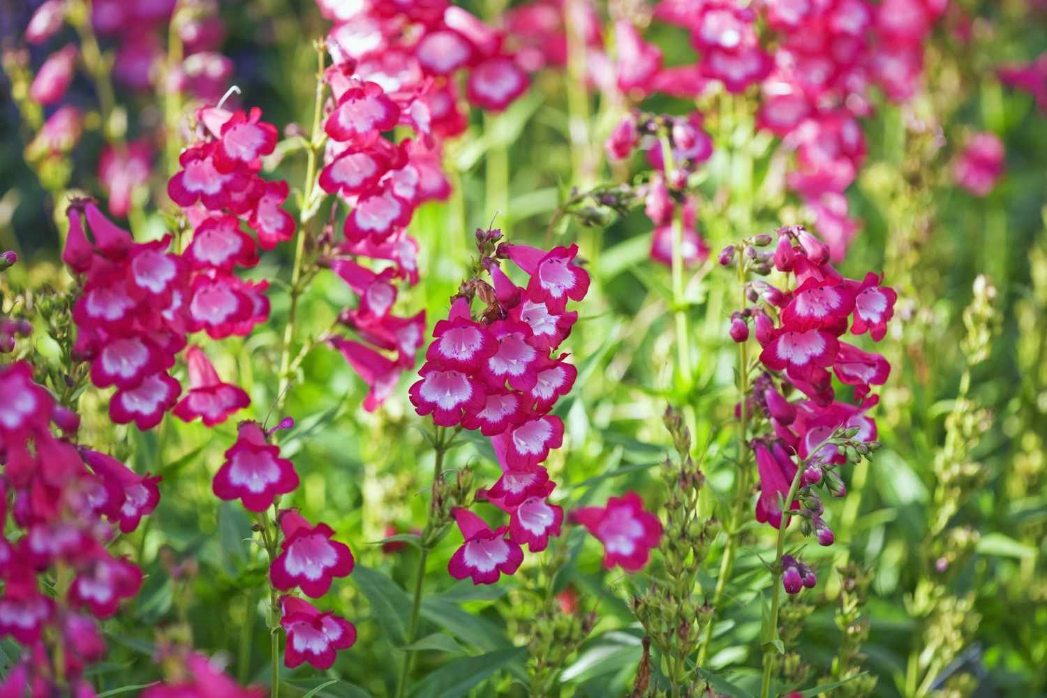 PRIMER PLANO DE LAS FLORES ROSAS DEL PENSTEMON