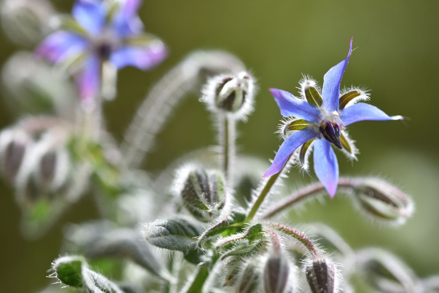 Flor azul de una planta de borraja