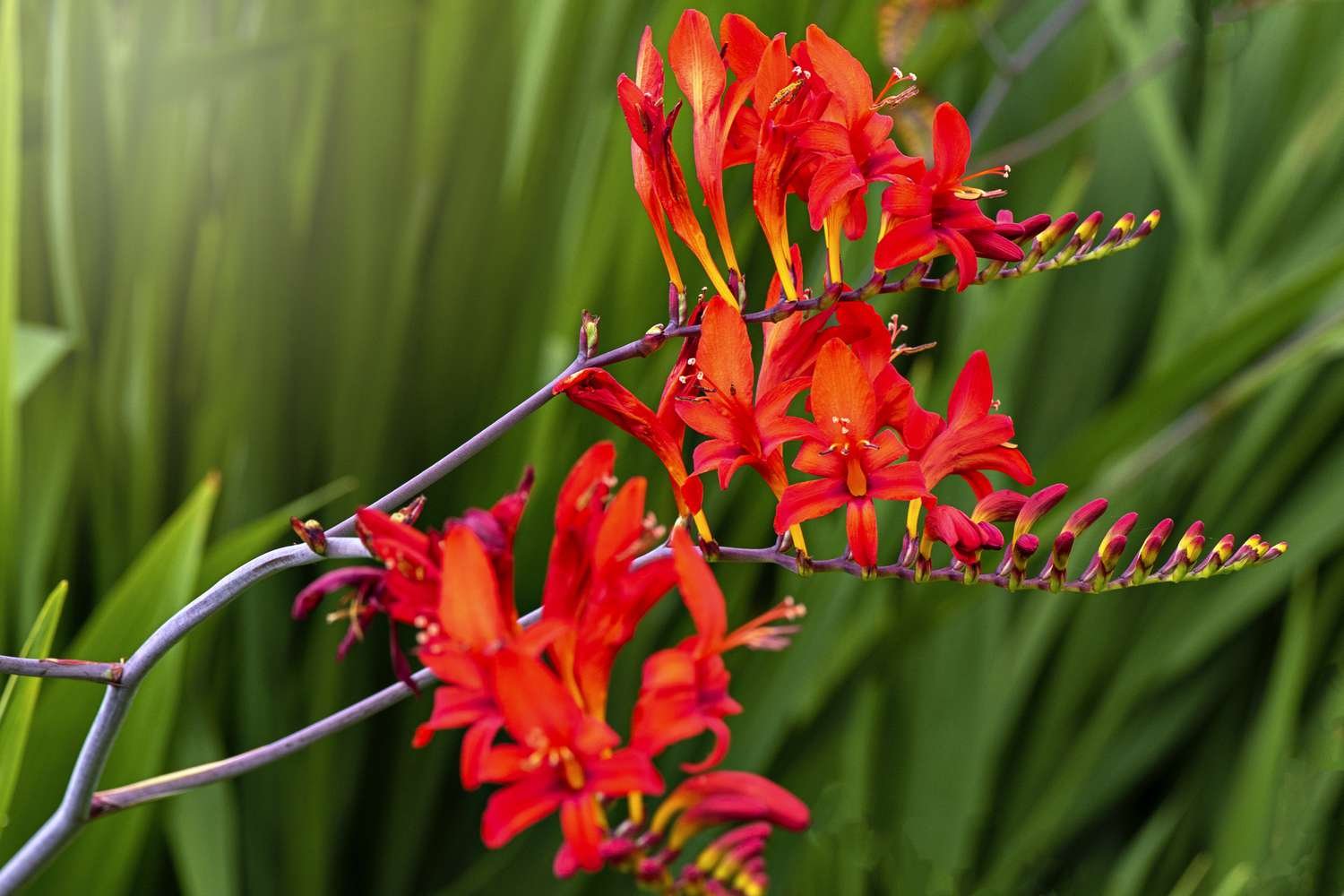 Tres tallos de Crocosmia rey del fuego