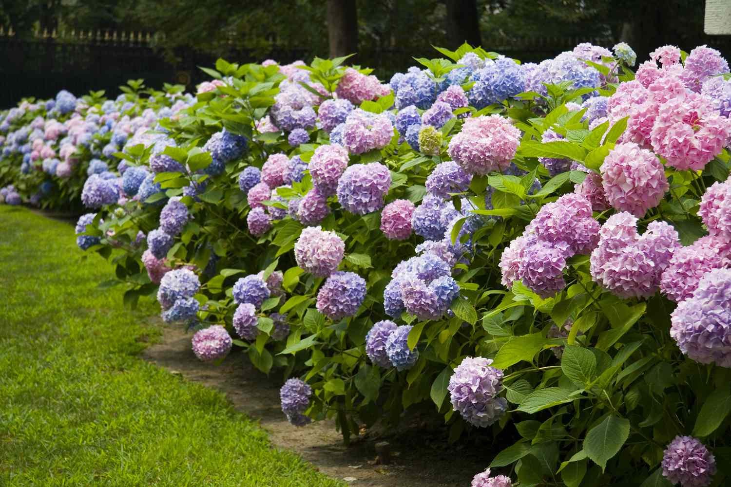 Una hilera de hortensias multicolores