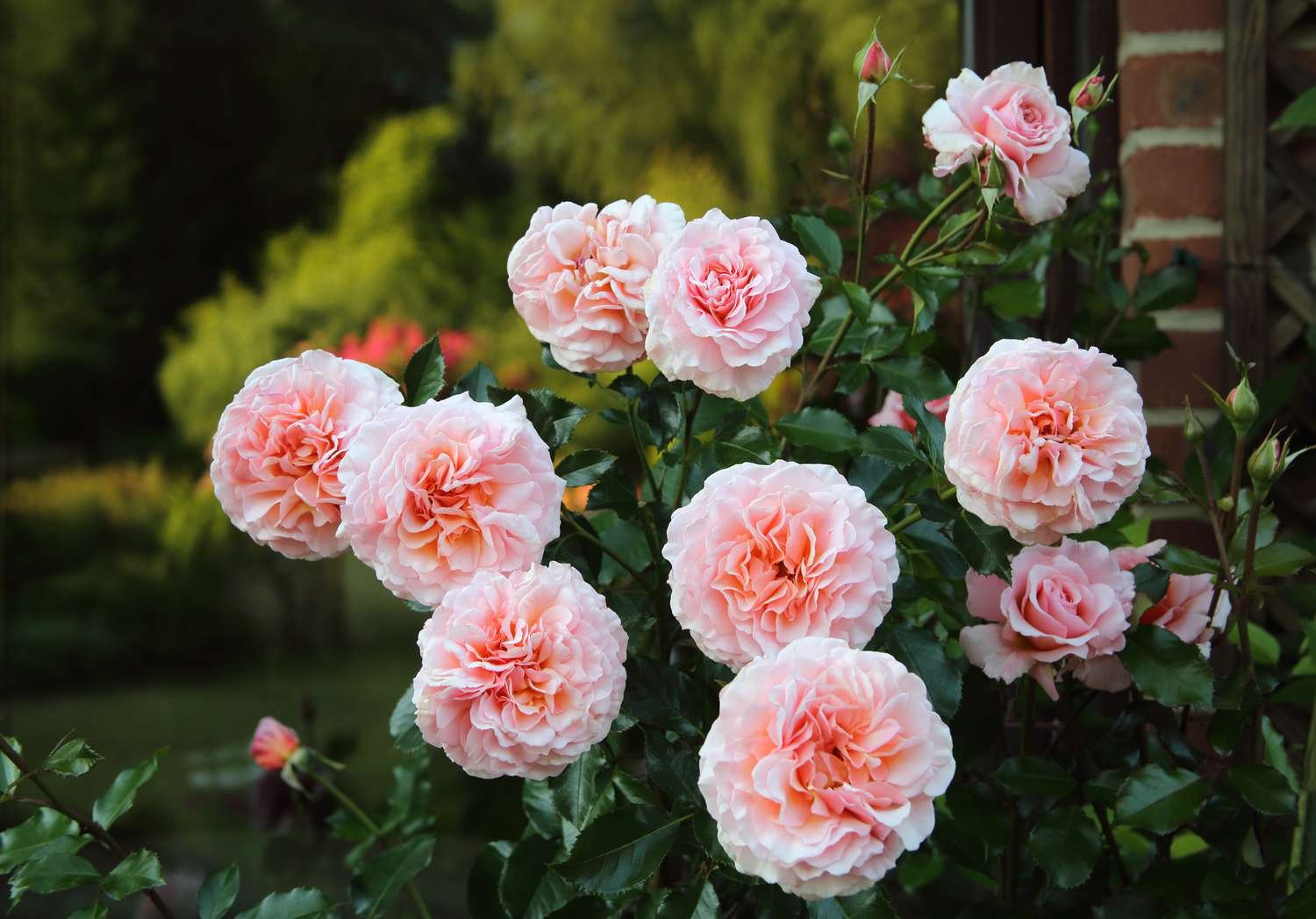 Rosal cubierto de hermosas flores rosas 