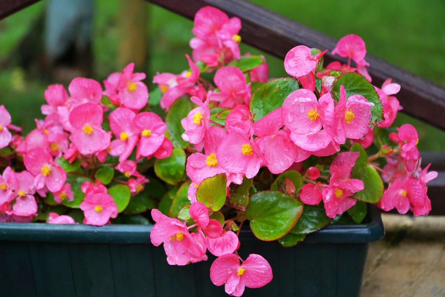 Begonias rosa brillante cubiertas de rocío