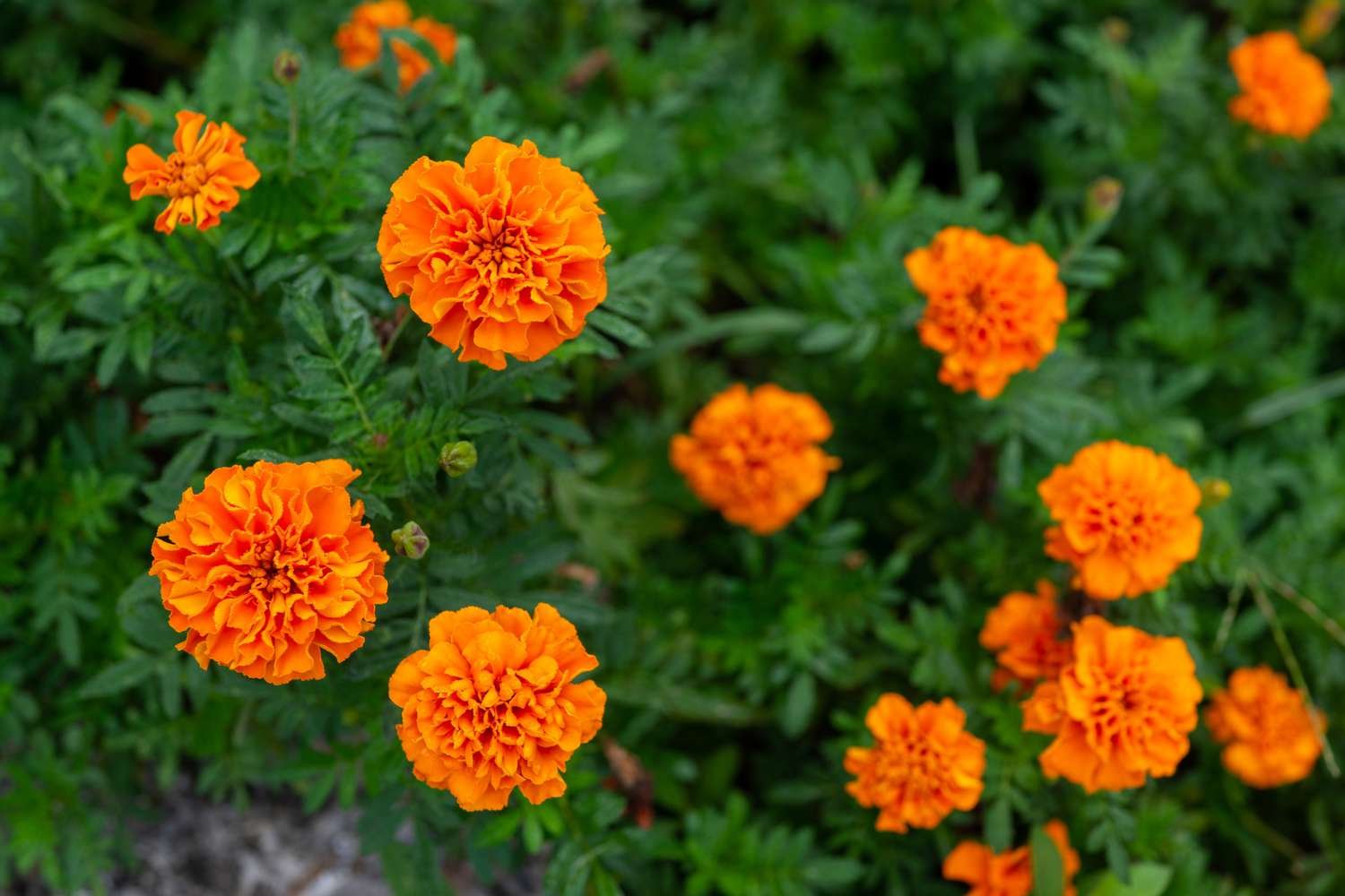 Caléndulas de color naranja brillante contra su follaje verde oscuro