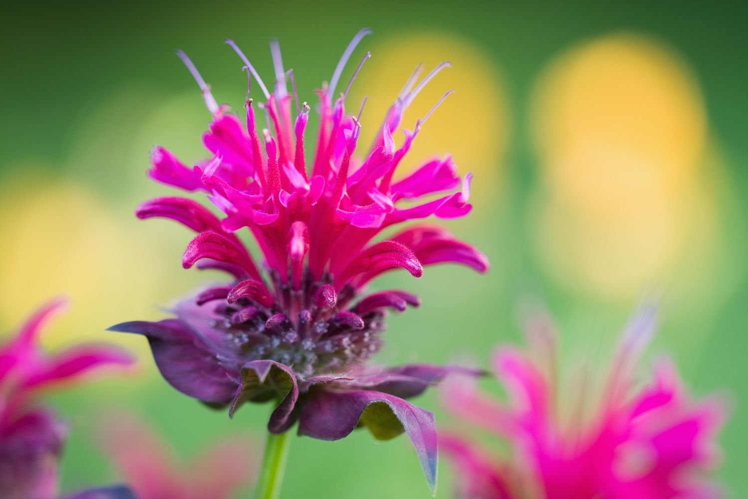 Flor de bálsamo de abeja de colores brillantes