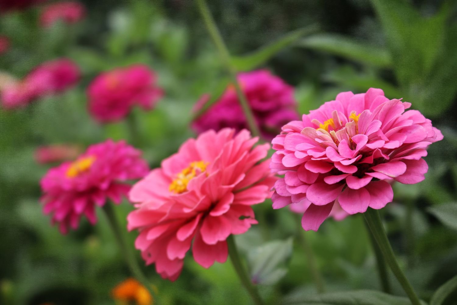 Zinnia rosa brillante 