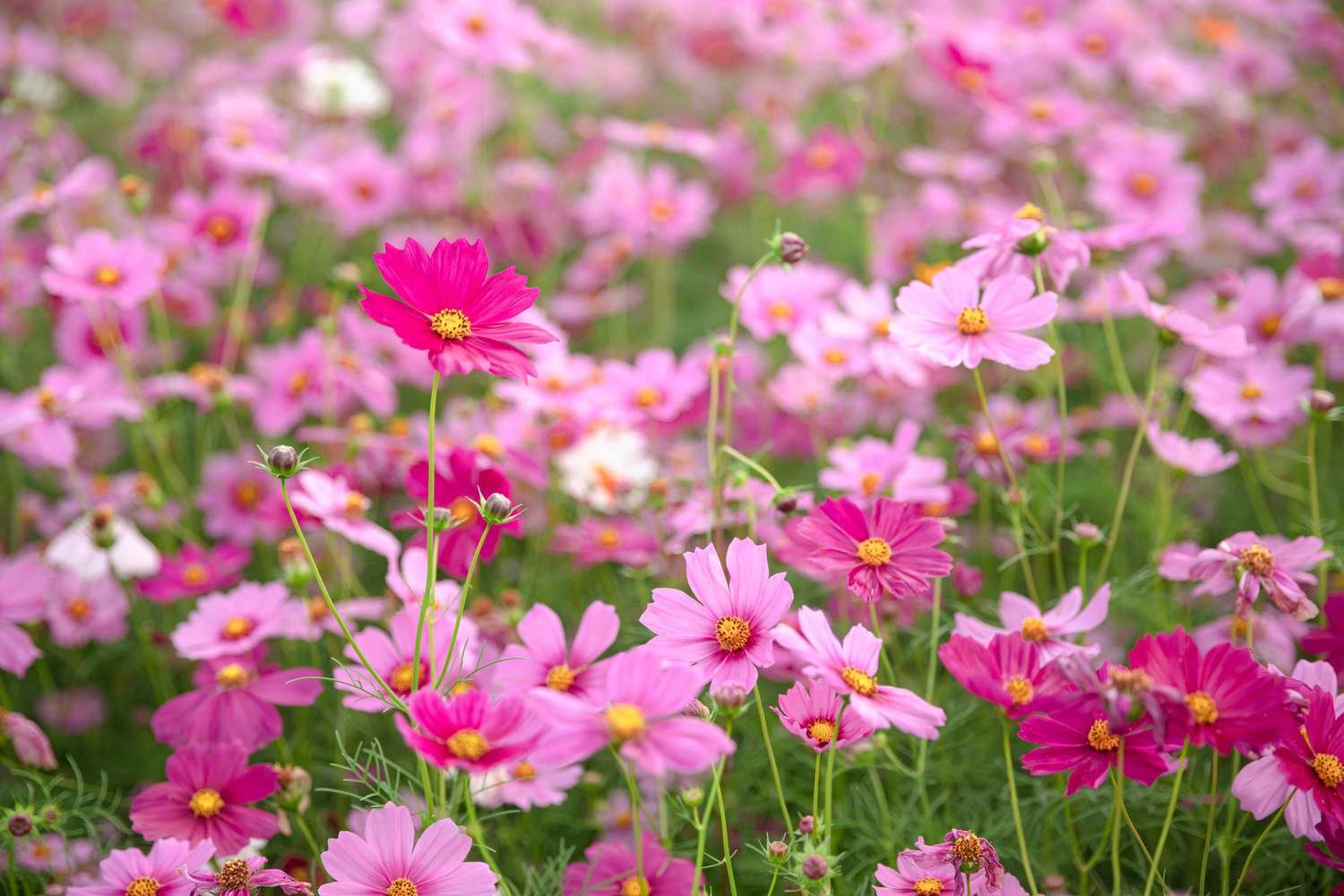 Un campo de delicados cosmos rosas