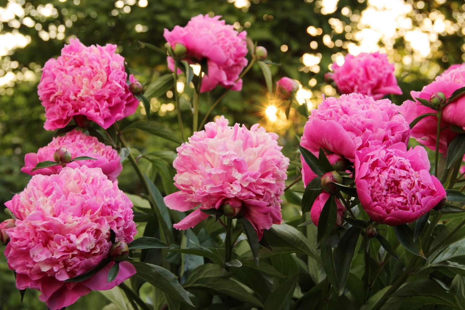 enormes flores de peonía rosa