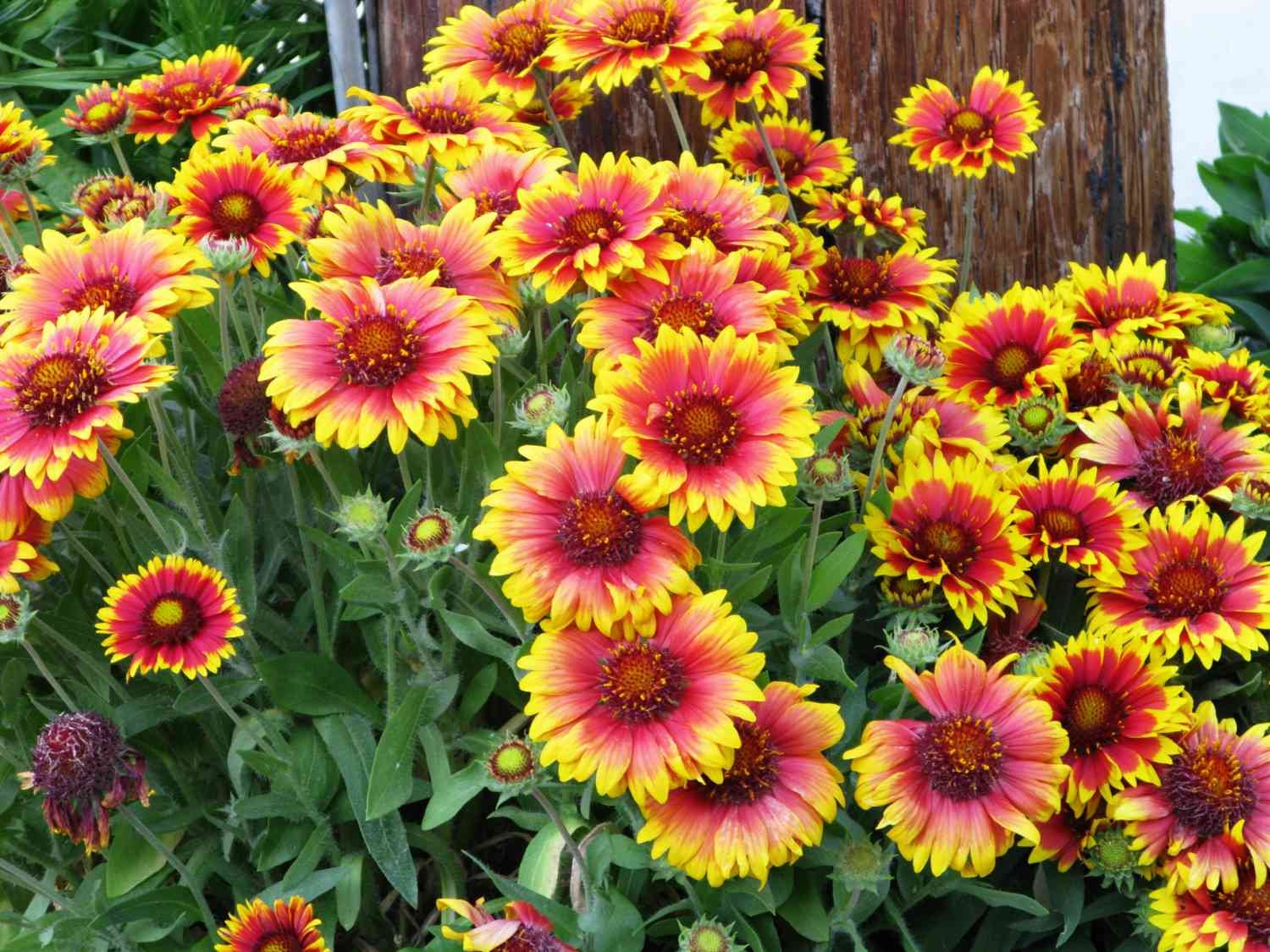 Un grupo de brillantes flores de manta rojas y amarillas. 