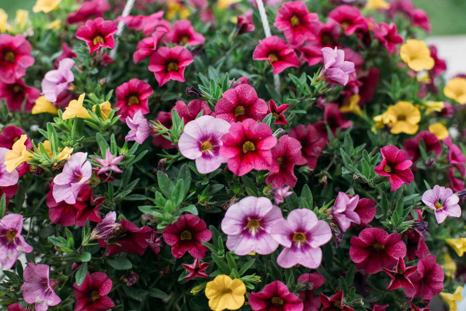 Primer plano de dianthus rojos