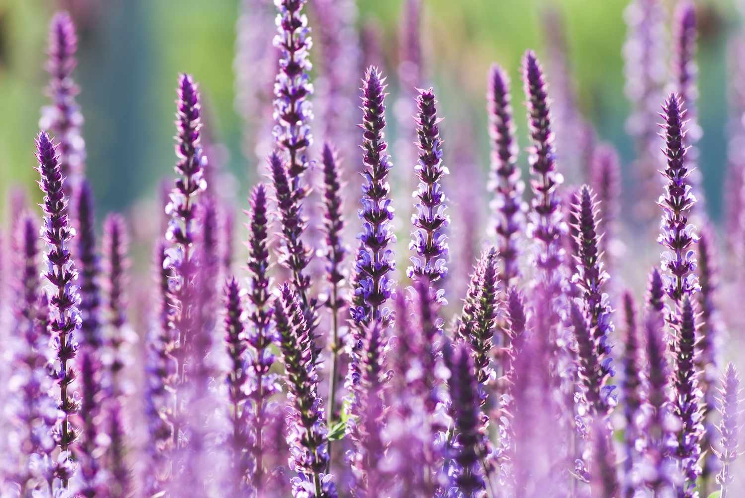 un campo de espigas de salvia de color púrpura brillante. 