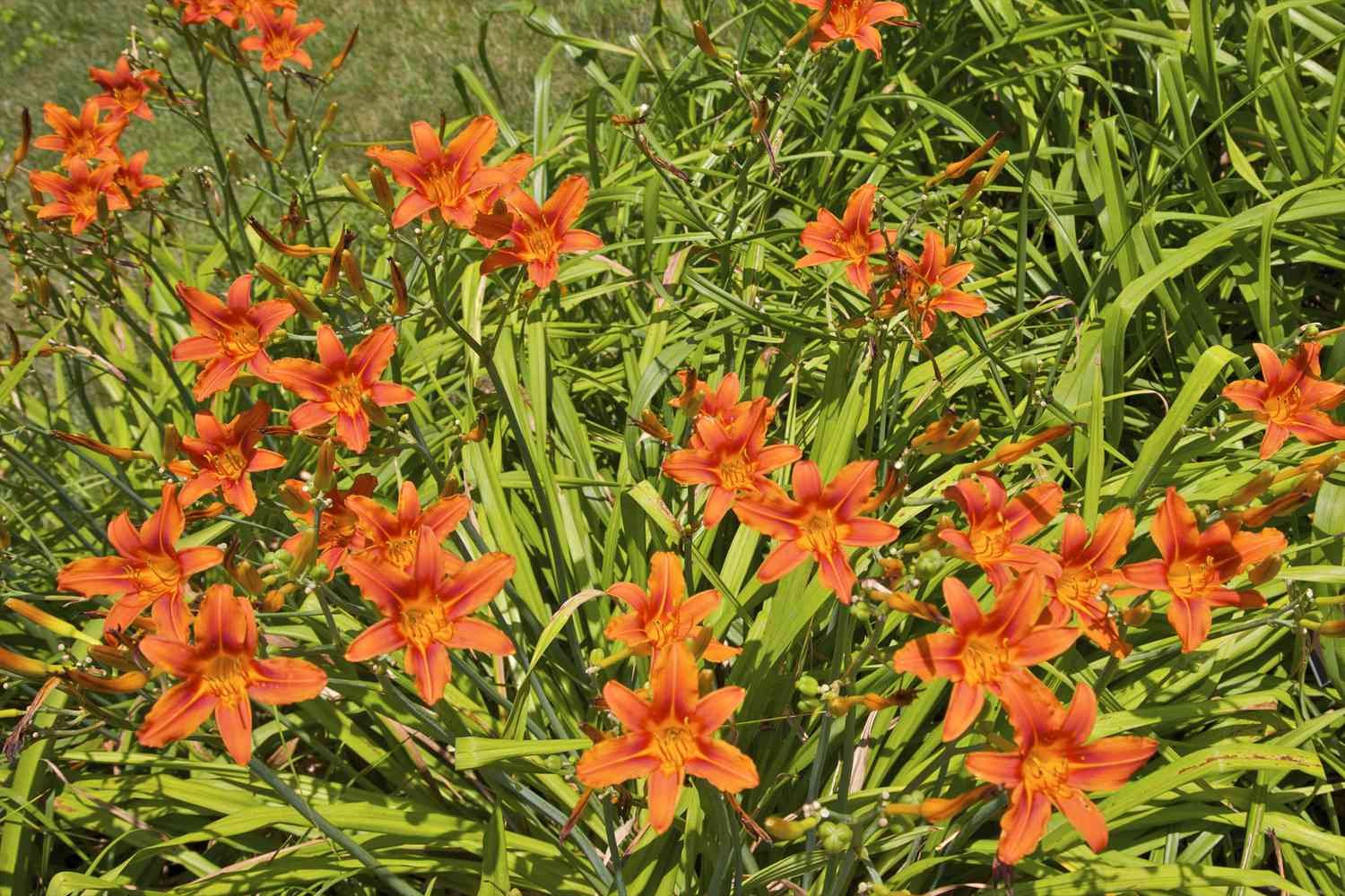 Un grupo de lirios de día naranjas contra su follaje verde brillante