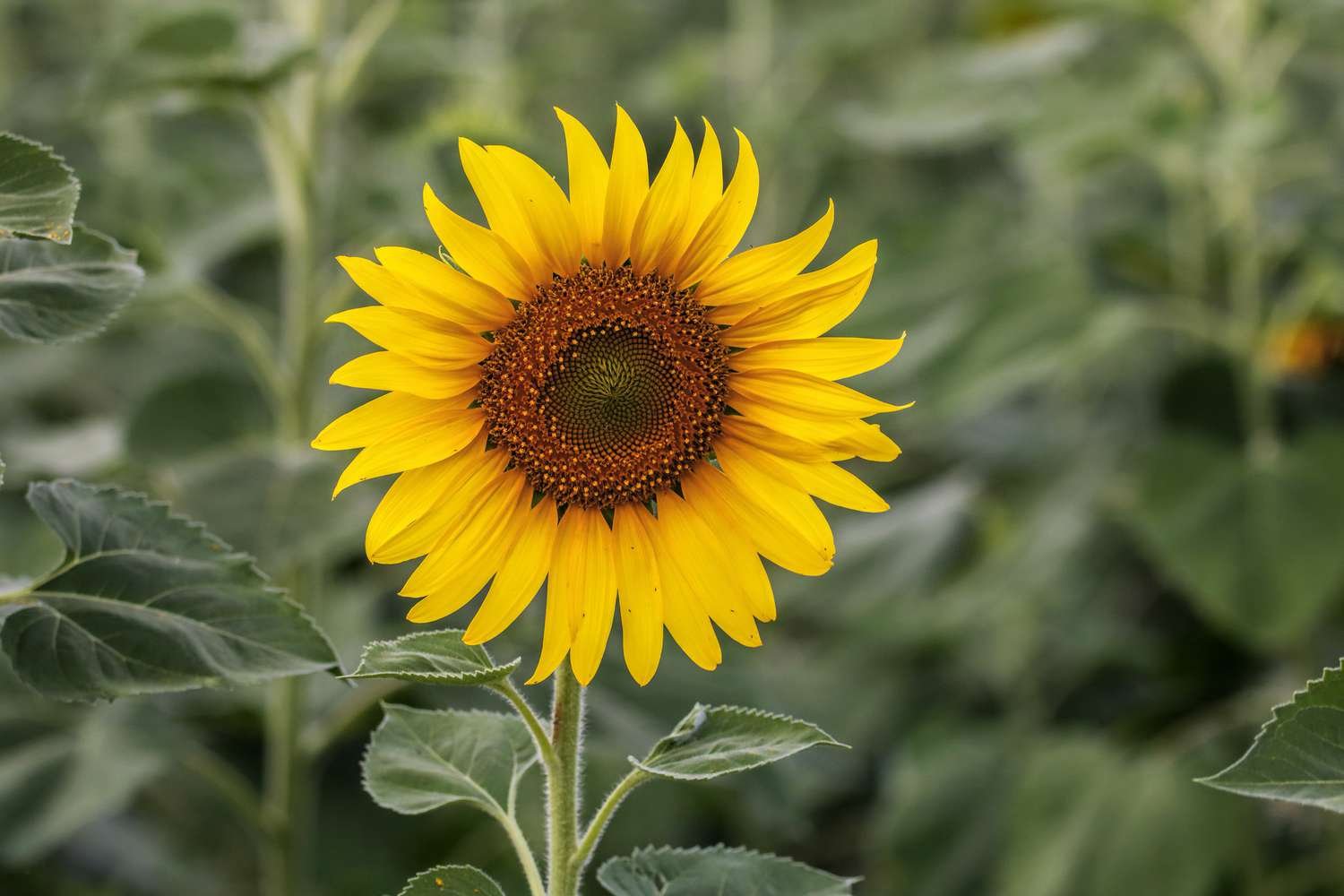 Girasol amarillo brillante 