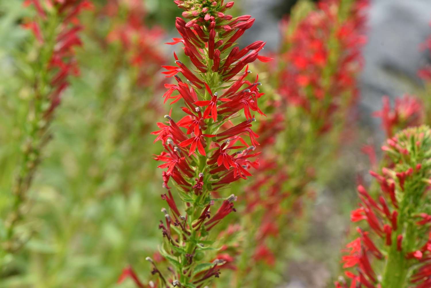 flores rojas brillantes de la flor del cardenal