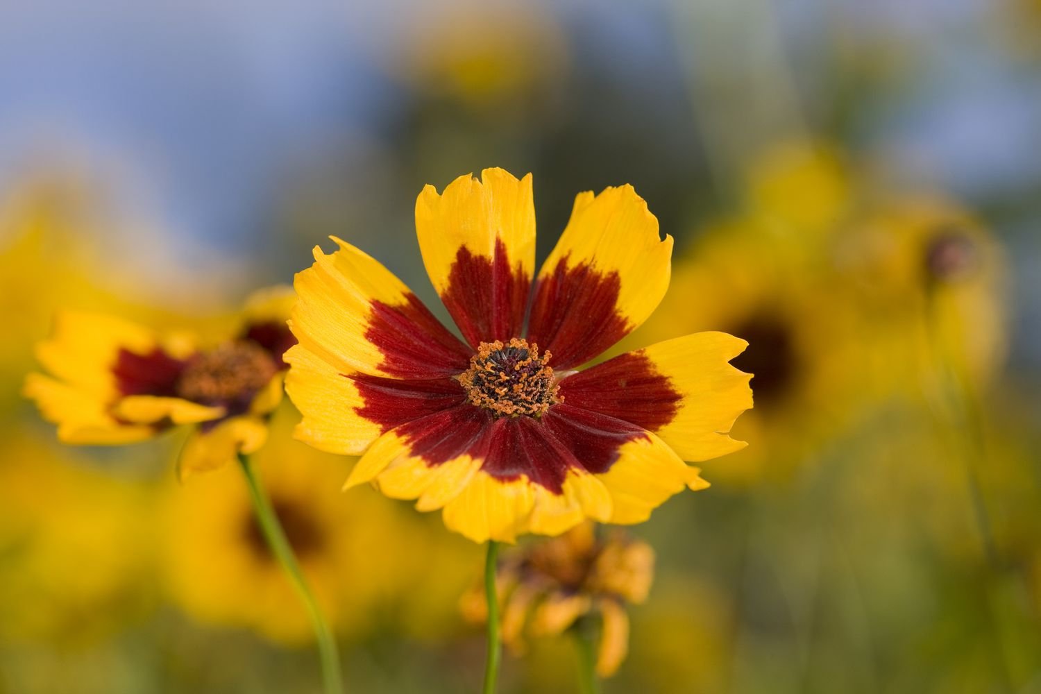 Floración marrón y amarilla de la Coreopsis tinctoria 