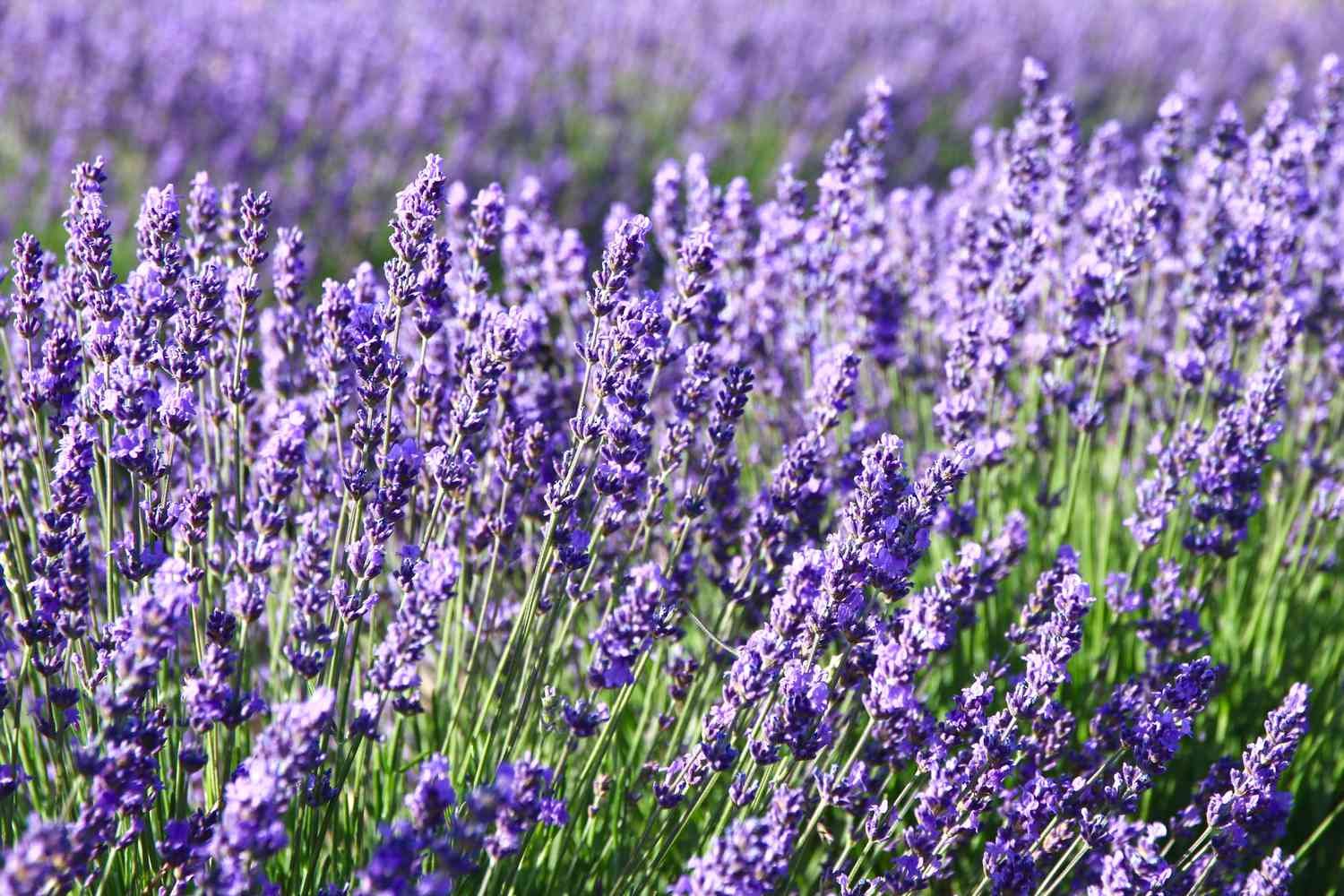 Campo de miles de flores de lavanda