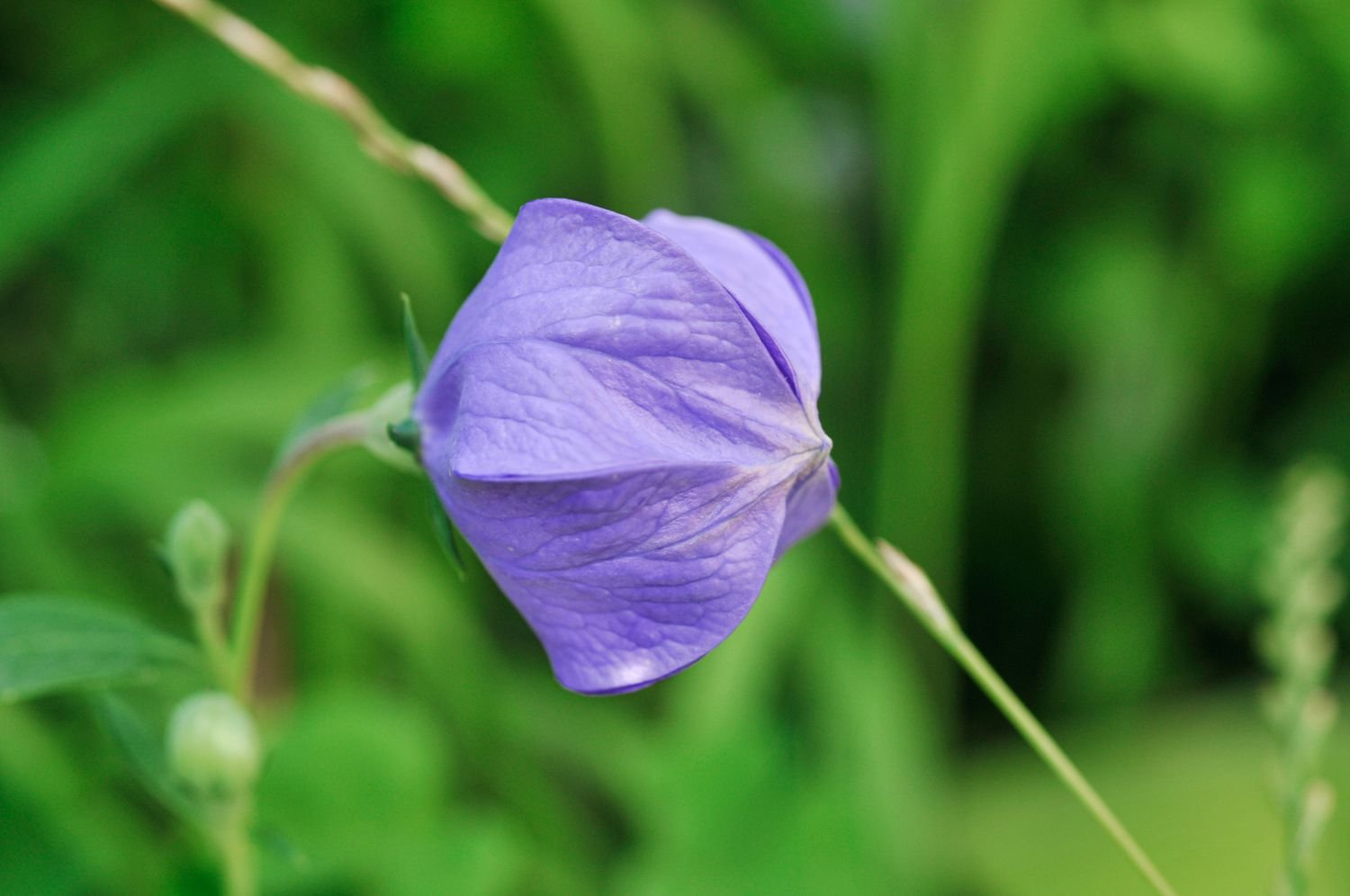 Una sola flor globo cerrada.