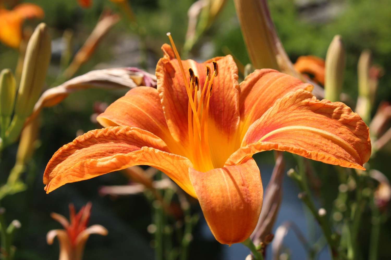 Pétalos naranja brillante del lirio tigre