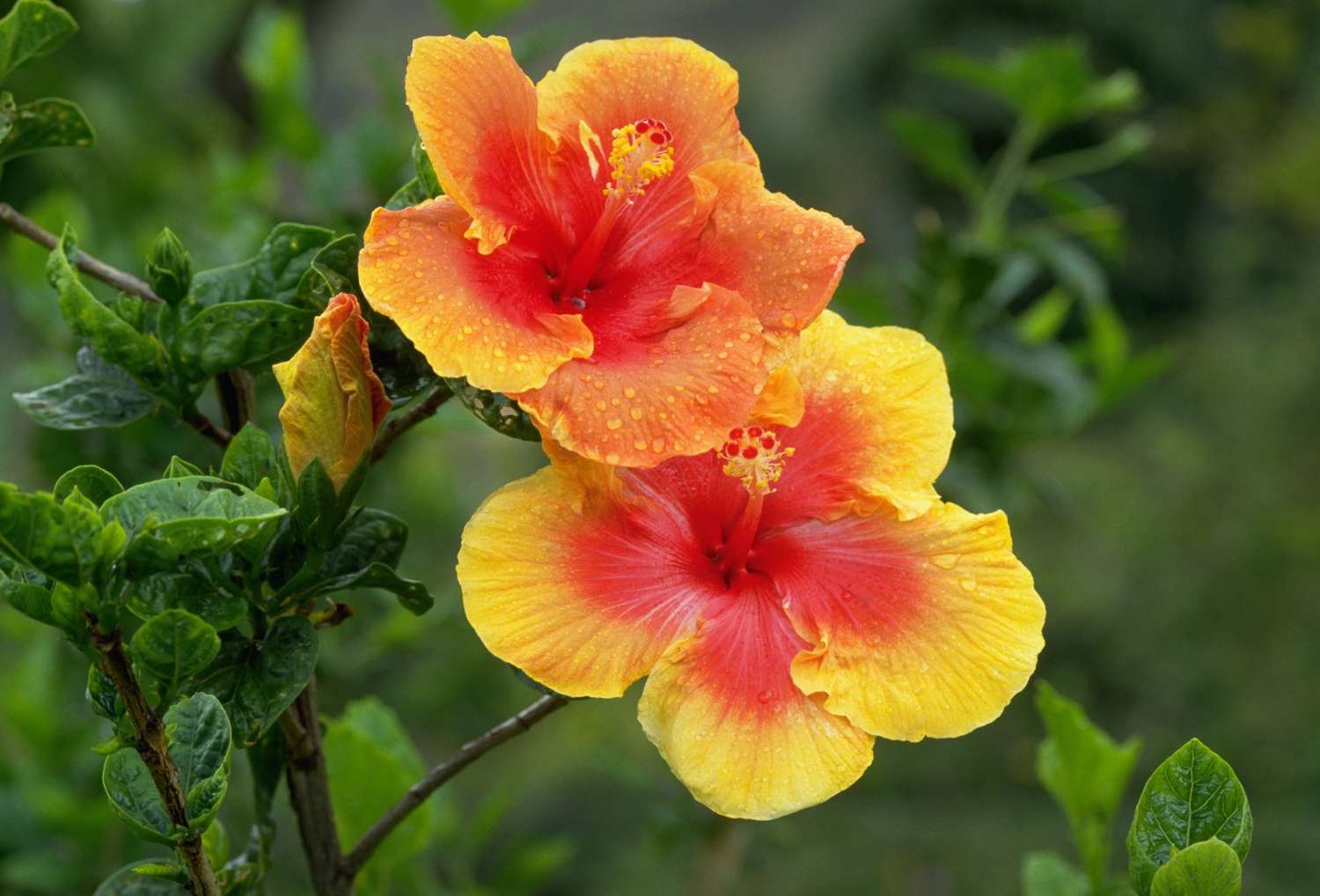 Hibisco amarillo y naranja cubierto de rocío