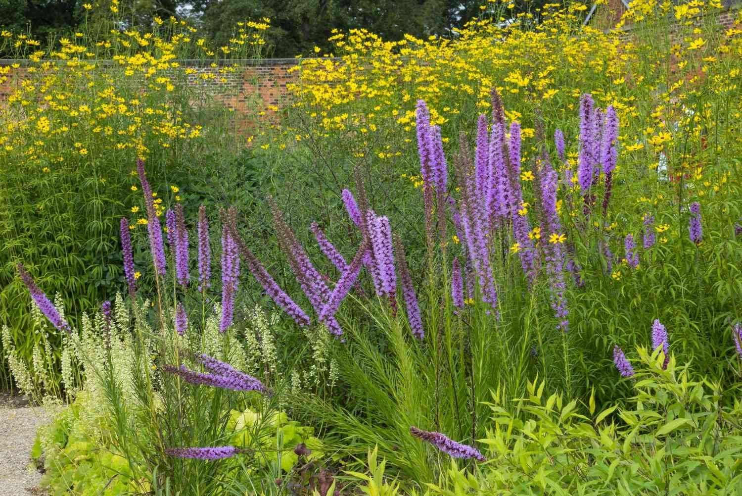 Liatris púrpura eléctrico delante de un campo de semillas de garrapata. 