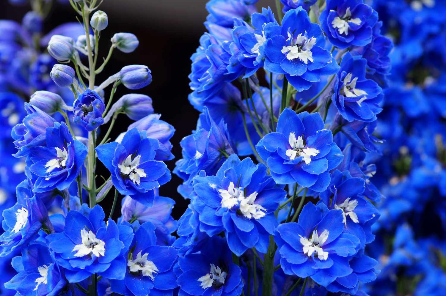 Flores de delphinium azul brillante 