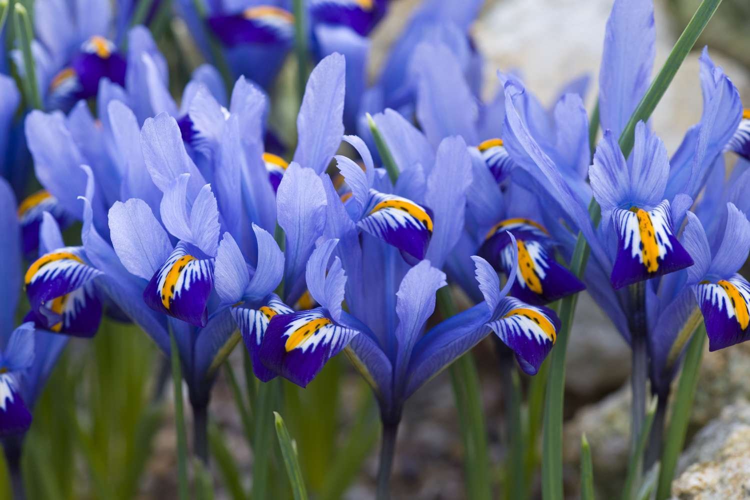   Primer plano de la floración azul, blanca y amarilla de un iris.