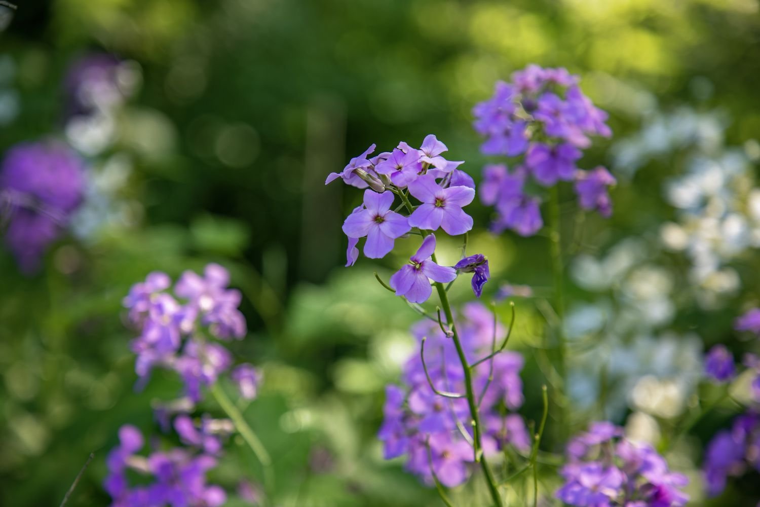 Las delicadísimas floraciones del flox silvestre