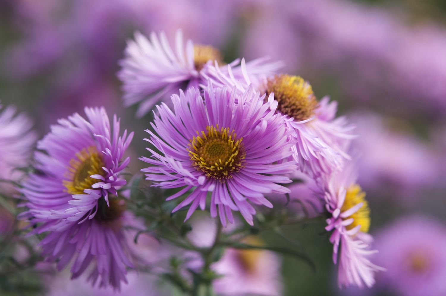 Grupo de Asters rosa claro 