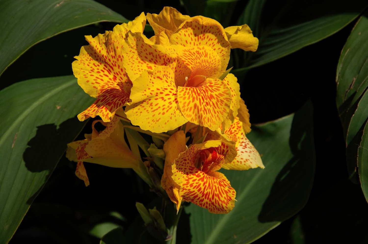 Lirio canna de manchas amarillas brillantes