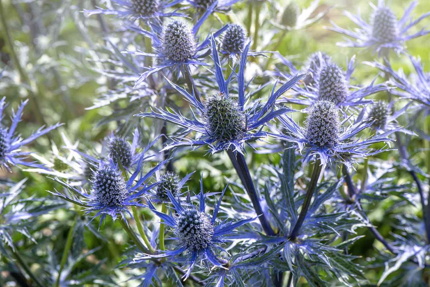 Un grupo de las extrañas flores azul acerado del acebo de mar. 