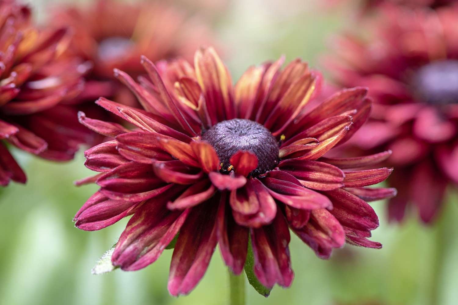 Flor roja brillante de rudbeckia Sahara 