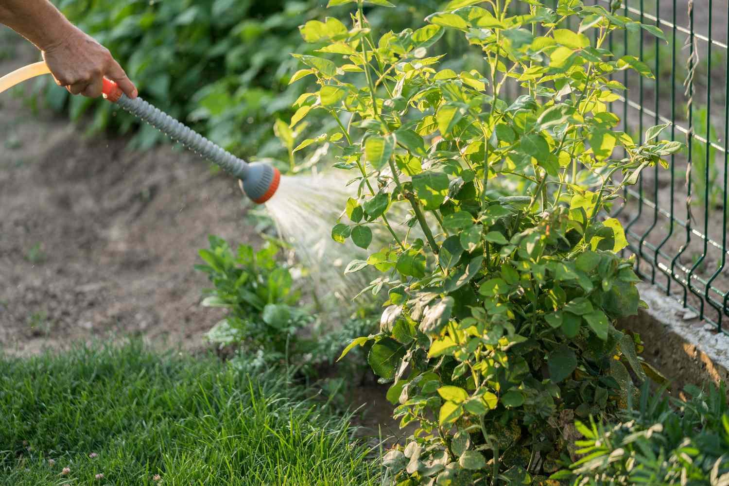 Riegue siempre las rosas después de aplicar el fertilizante