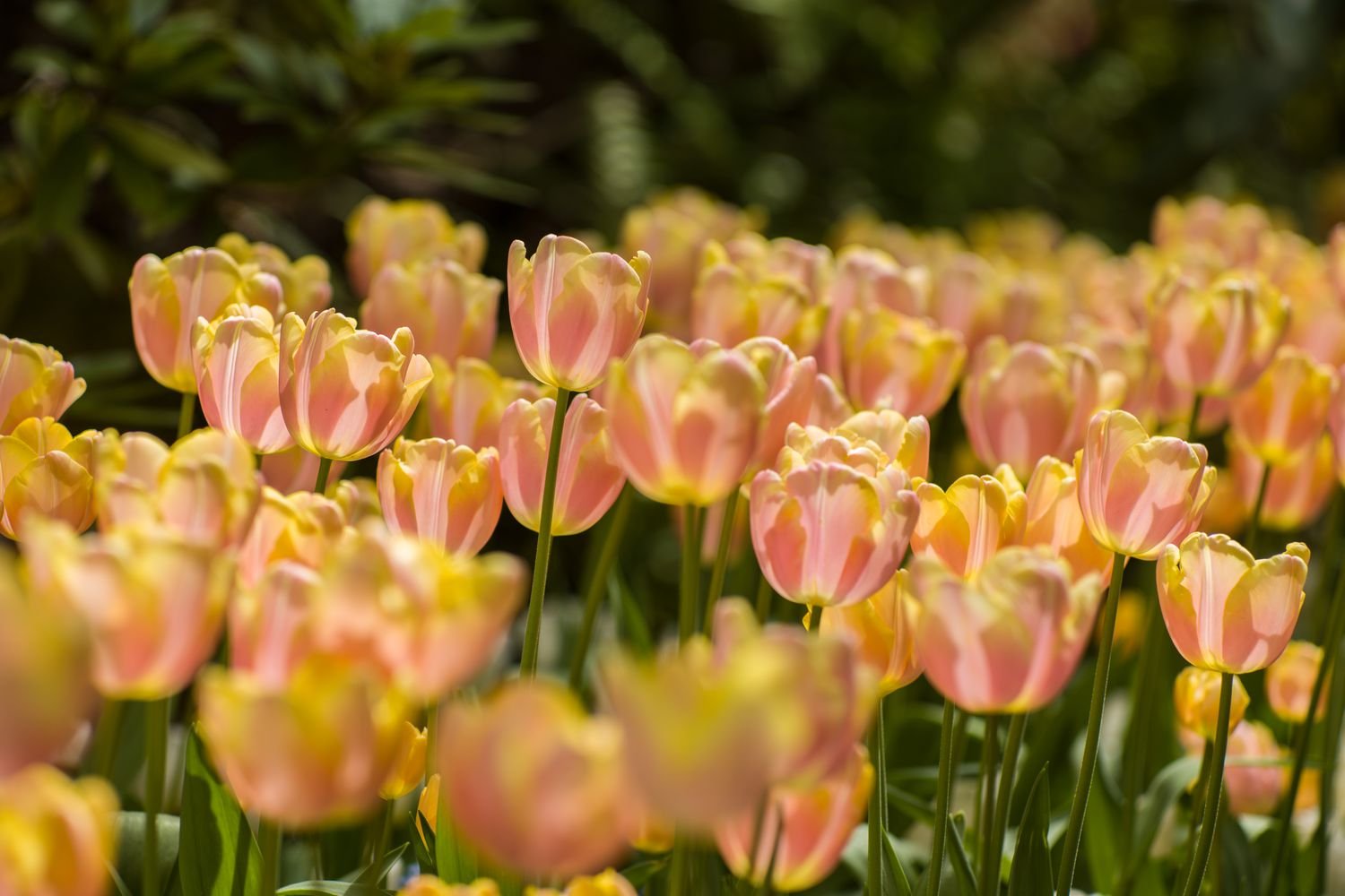 Tulipanes belleza de albaricoque