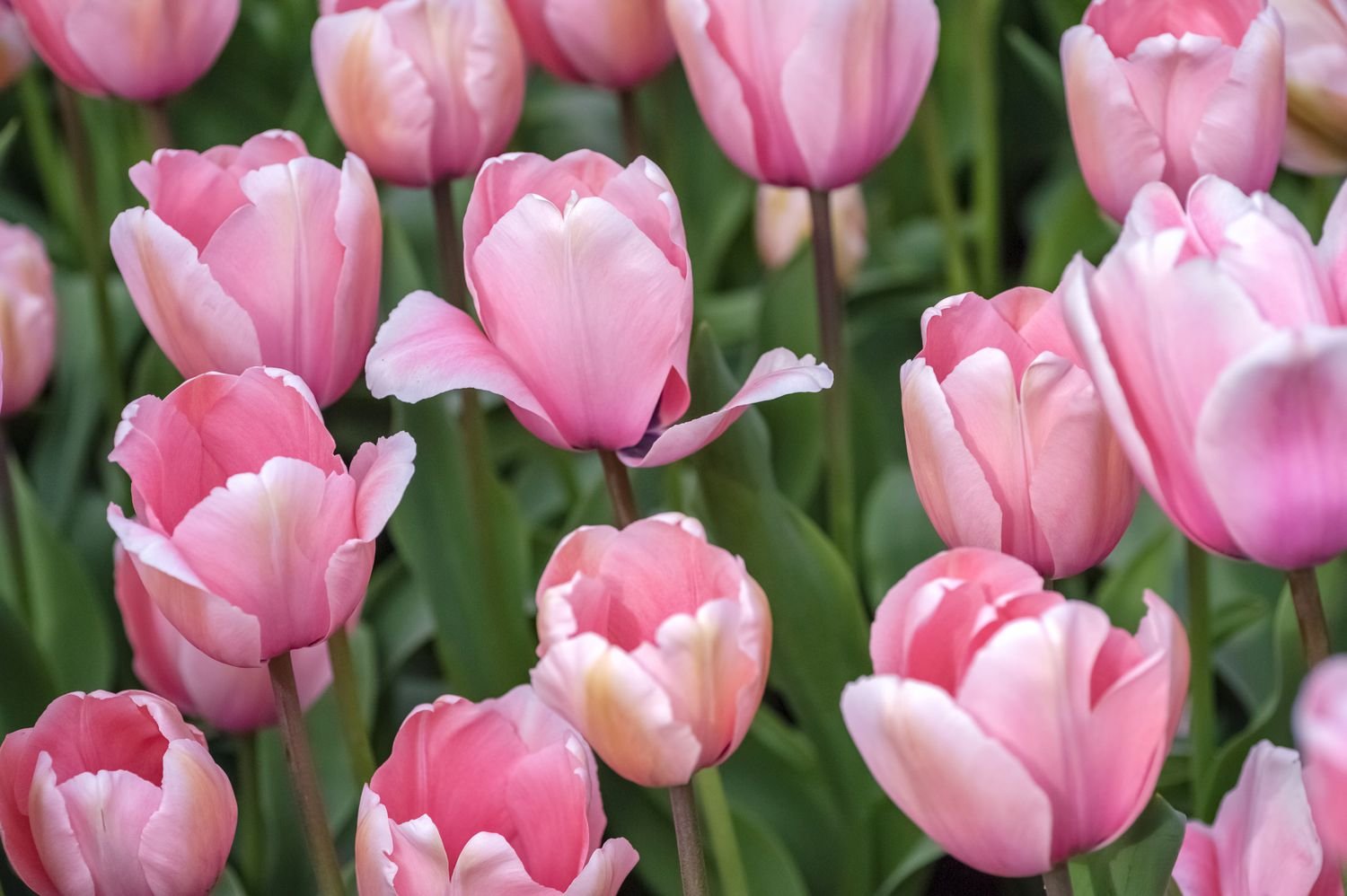 Primer plano de tulipanes híbridos Darwin con flores rosa claro