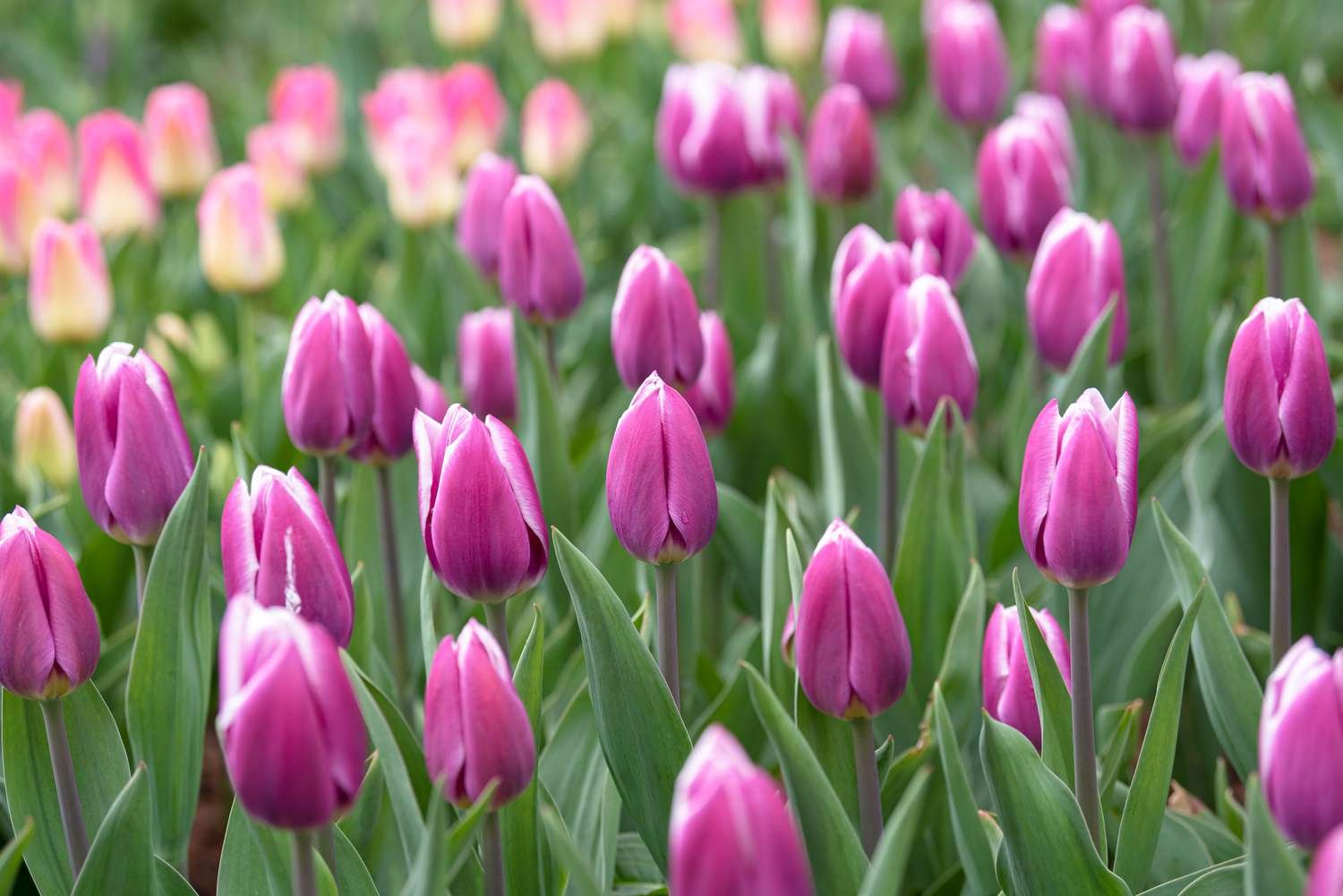 Primer plano de los tulipanes Triumph con flores rosa intenso