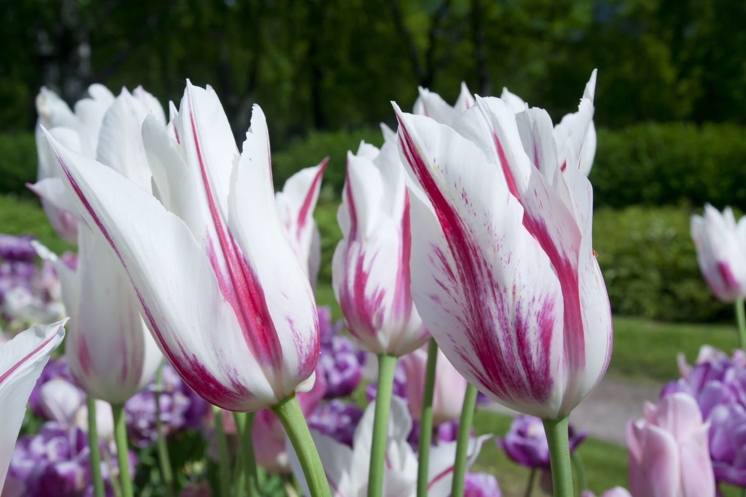 tulipanes gran perfección