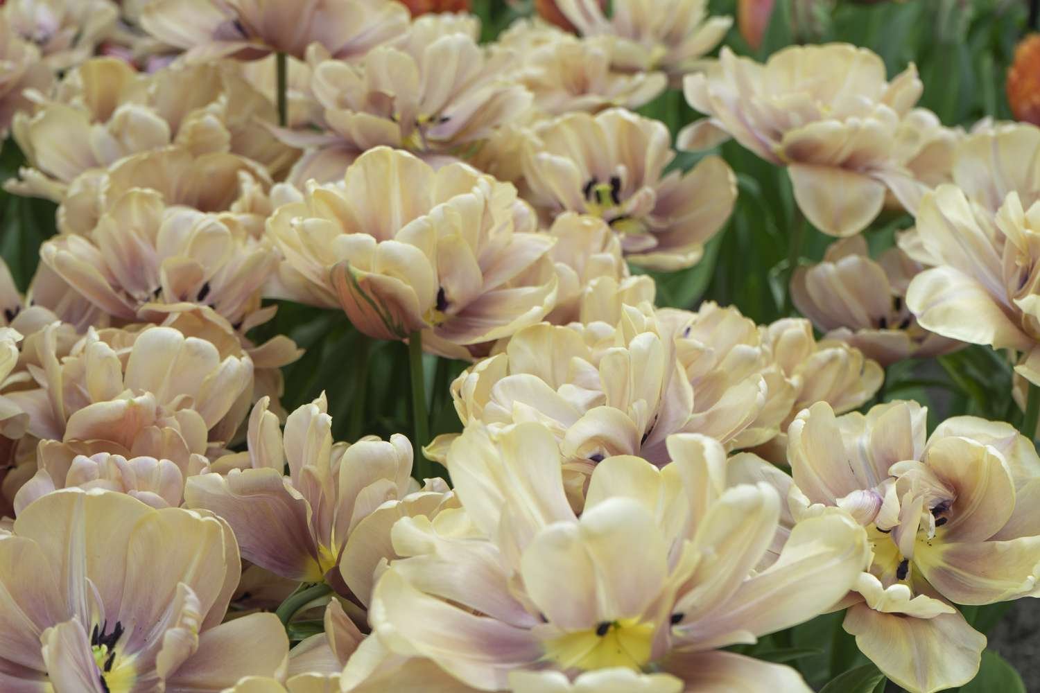 Tulipanes de la Belle Epoque