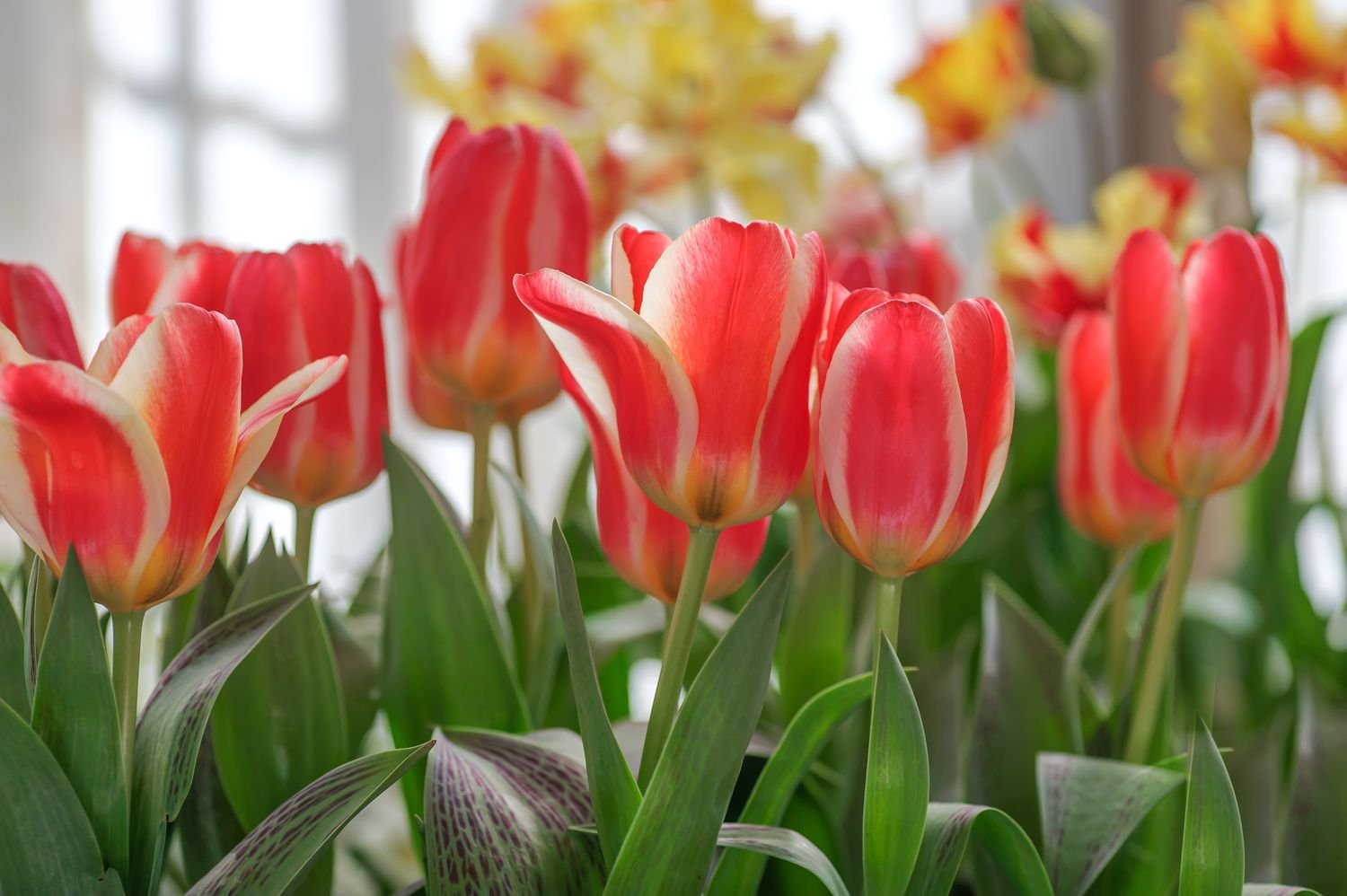 Tulipanes Kaufmanniana con flores blancas y rosas 