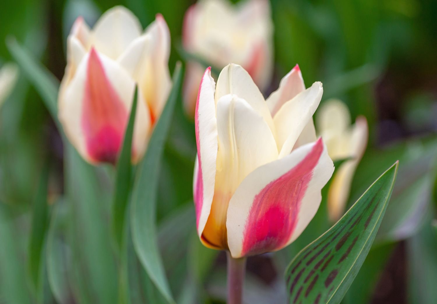 Primer plano de tulipanes Greigii con flores a rayas blancas y rosas