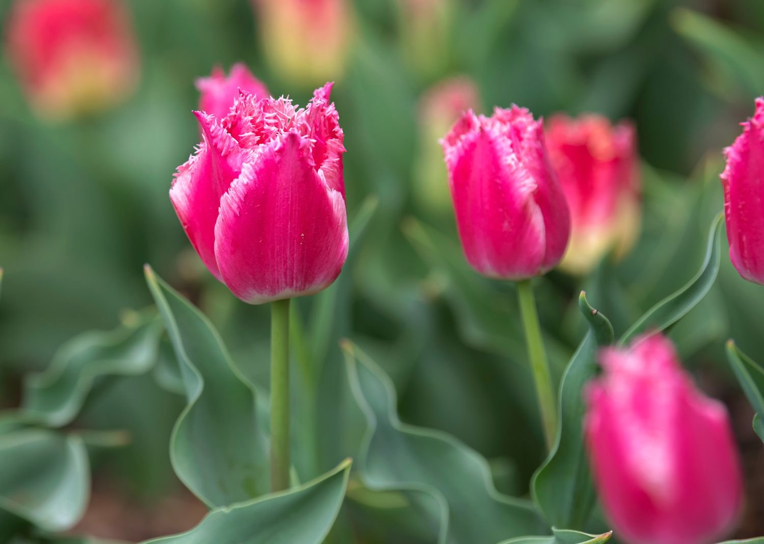 Tulipanes de flecos con flores rosa intenso bordes dentados