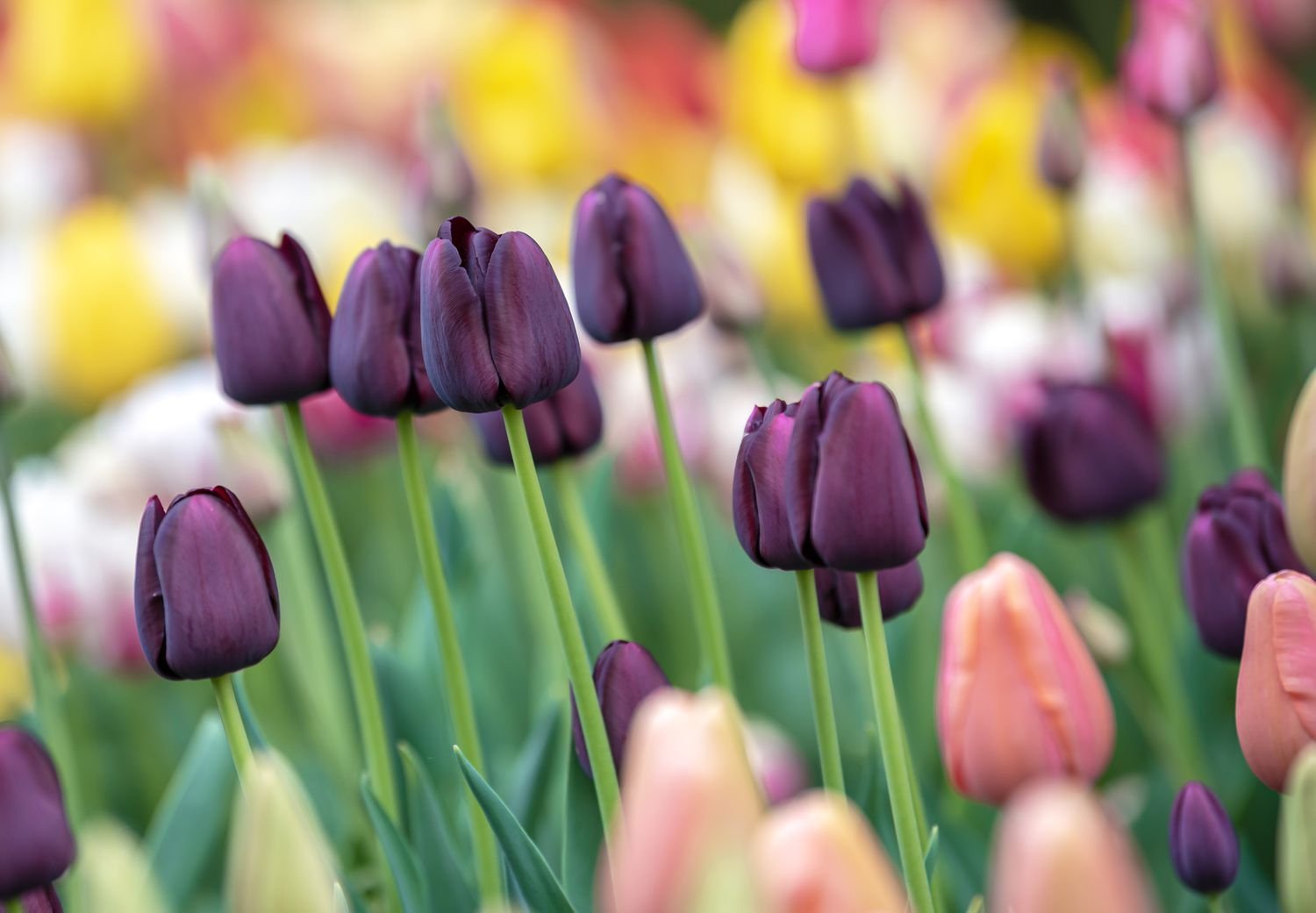 Tulipanes tardíos solitarios con flores de color púrpura intenso sobre tallos finos