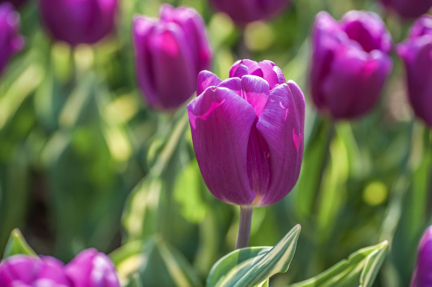 Primer plano de tulipanes tempranos solitarios con flores moradas