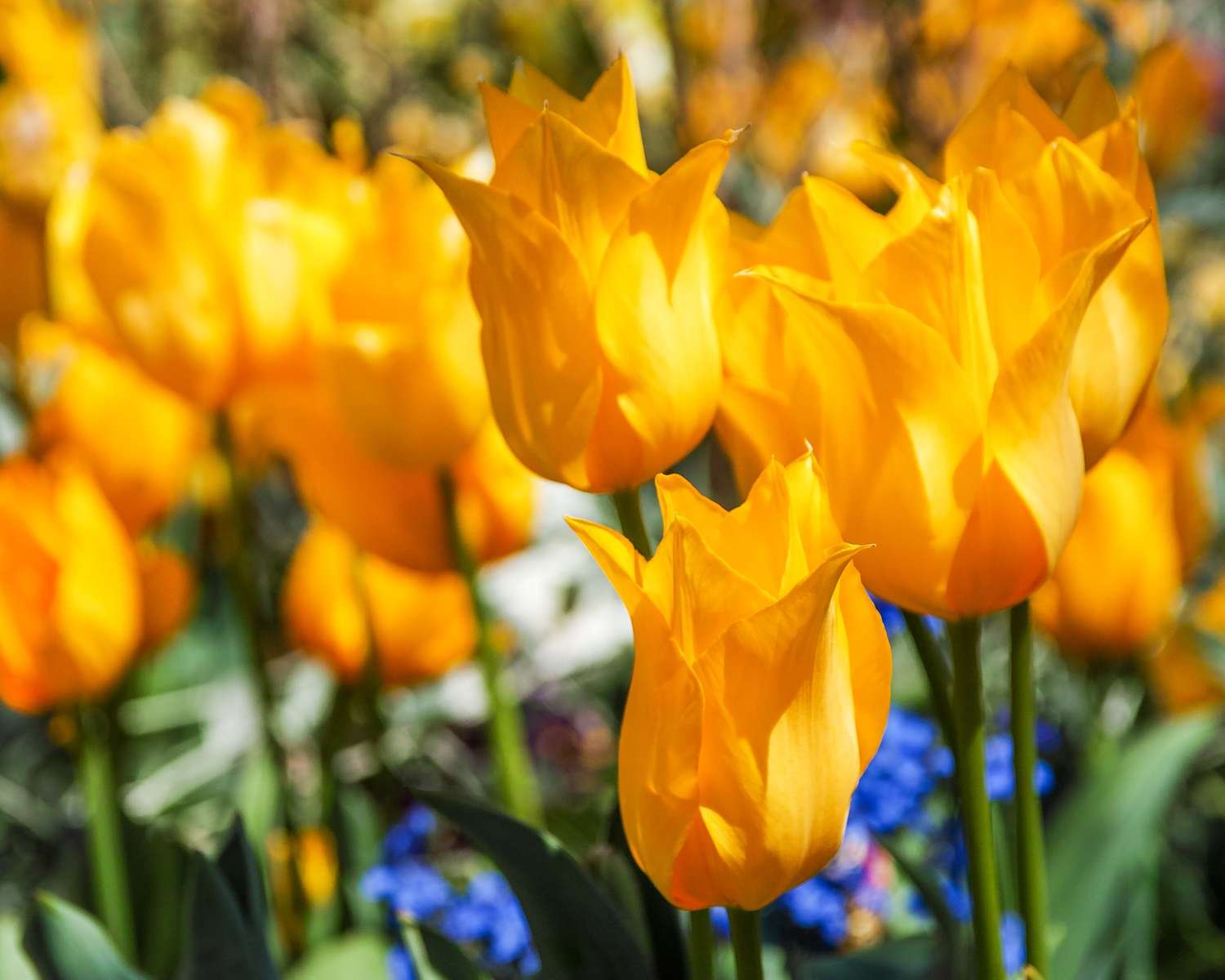 Tulipanes amarillos de Yokohama