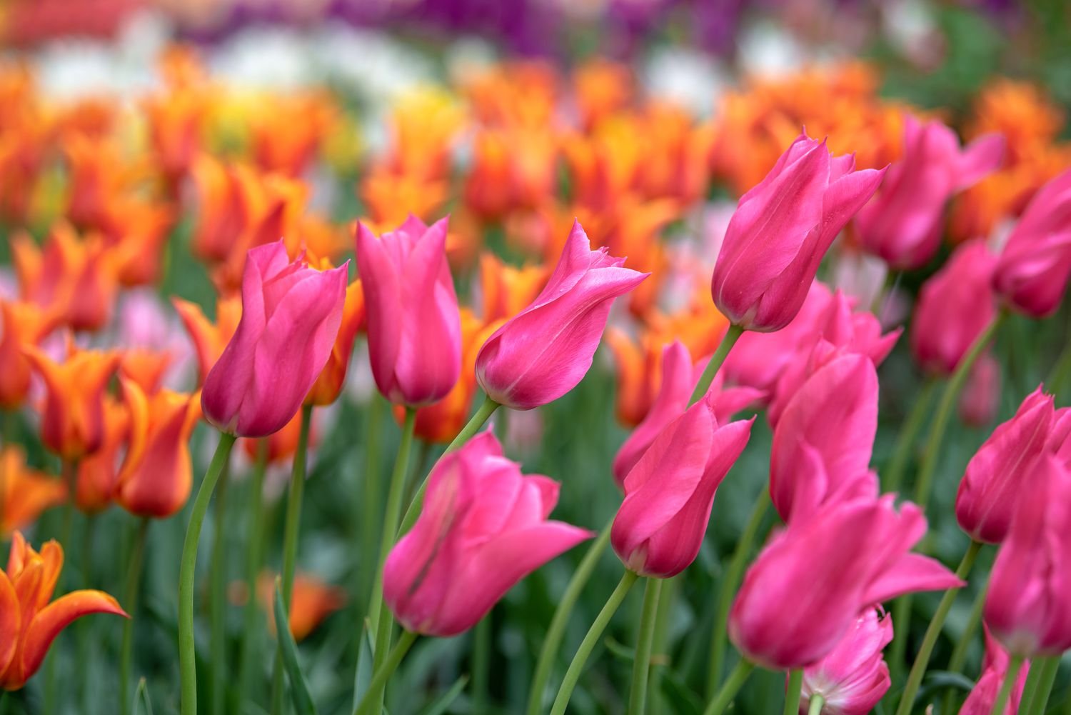 Tulipanes de flor de lis con flores rosas y naranjas brillantes en el jardín